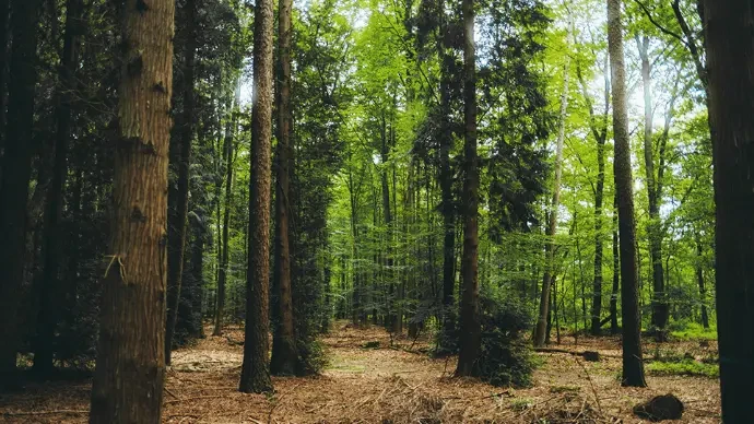 Bosbouw en vegetatieanalyse